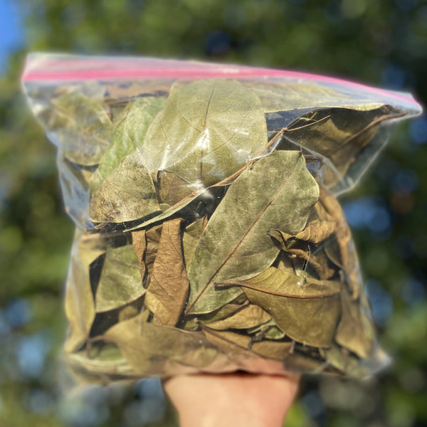 Guanabana LEAVES