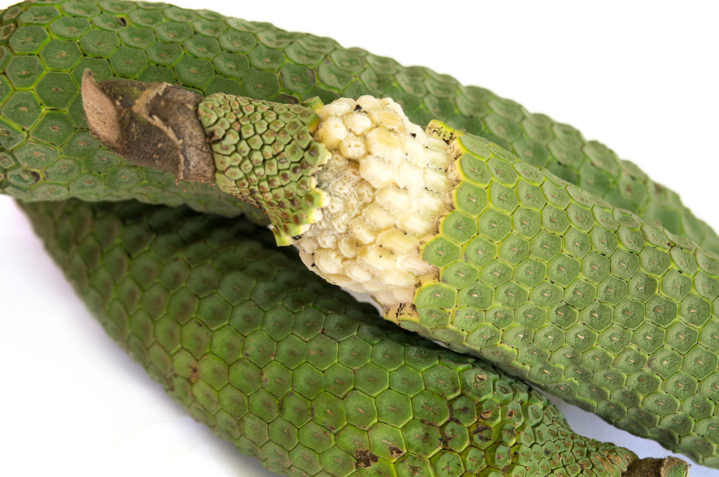 Monstera Deliciosa
